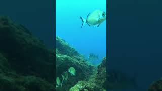 The Gilthead Sea Bream pescasub spearfishing malta pescasubmarina spearo [upl. by Dinesh]