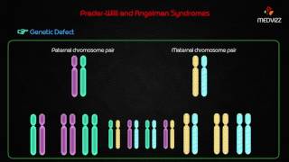 PraderWilli and Angelman Syndromes  Usmle step 1 Genetic diseases [upl. by Xylina]