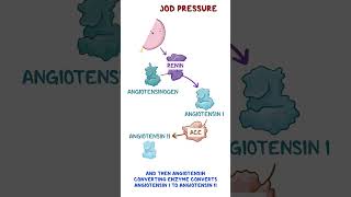 Reninangiotensinaldosterone system [upl. by Aneleh]