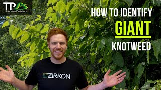 How To Identify GIANT Knotweed  The Ultimate Invasive Plant [upl. by Anirda]