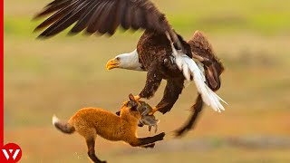 16 Best Eagle Attacks Caught on Camera mixdown [upl. by Kono]