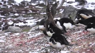 Skua eats chick penguin slow mo [upl. by Sheffie]