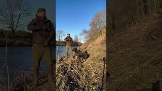 Just the boys 4 Labrador retrievers picking up [upl. by Noremac]