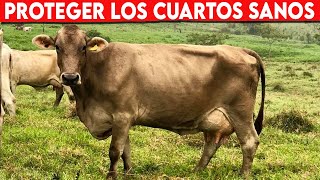 🔴 Como Proteger Los CUARTOS SANOS De Las UBRES En LAS VACAS ✅ Vacas Lecheras  Doble Propósito [upl. by Pembroke]