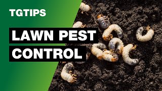 TG Tips  What are the most common UK Lawn Pests [upl. by Dur806]