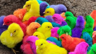 Menangkap ayam lucu ayam warna warni ayam rainbow bebek angsa ikan hias ikan cupang Kelinci [upl. by Odlaner]