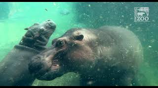 Hippo Fritz First Year Highlights  Cincinnati Zoo [upl. by Elsworth943]