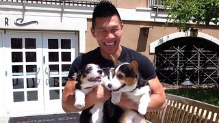 CORGI PUPPIES GET ALL THE ATTENTION  Life After College Ep 340 [upl. by Volin]