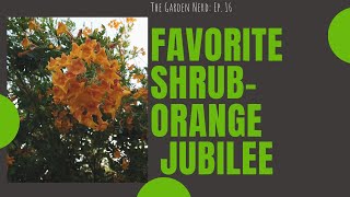 Orange JubileeTecoma Shrub [upl. by Eal]