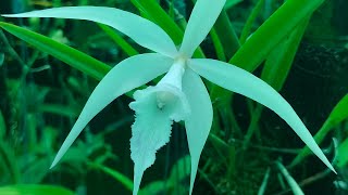 Brassavola cucullata [upl. by Onairotciv]