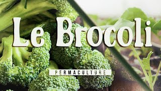 Tout savoir sur la culture du brocoli  cest le moment [upl. by Rabah]