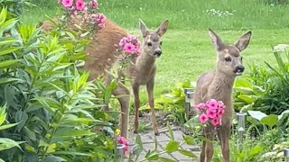 Blomstermarken 2024 [upl. by Narahs]