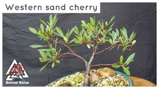 Western Sand Cherry bonsai Prunus besseyi [upl. by Ailedua]