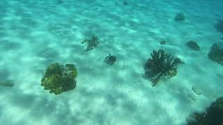 SonrisaBonaire Snorkeling at 1000 Steps [upl. by Lamprey]