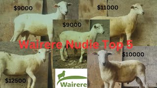 Wairere nudie ram sale The top 5 UK Easycare sheep in New Zealand [upl. by Dudley873]