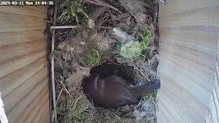 Day 19 Bewicks wren nest box [upl. by Filipe825]