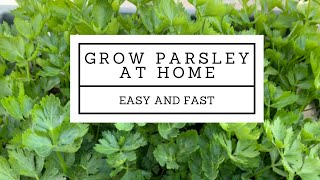 How to grow parsley at home easy and fast [upl. by Geanine]