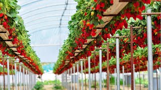 Awesome Hydroponic Strawberries Farming  Modern Agriculture Technology  Strawberries Harvesting [upl. by Peadar431]