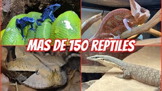 TODOS MIS REPTILES 2024 LA MEJOR COLECCIÓN DE MEXICO 🐊🦖🦎🐢 [upl. by Ennoitna]