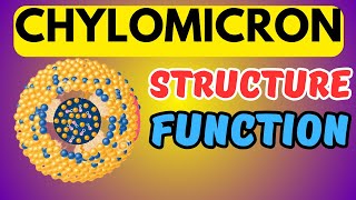 What are Chylomicrons Structure and Function [upl. by Swithbert555]