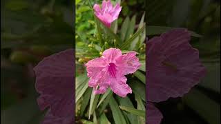 Ruellia simplex Poquito Pink Katie Dwarf Pink Acanthaceae family trending nature flora [upl. by Chemash]