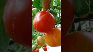 How to Grow Tomatoes at Home 🍅 Try this Technique plants farming shorts [upl. by Gris]