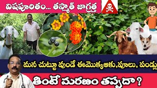 Lantana Poisoning  Symptoms  Treatment  తలబ్రాల చెట్టు  గాజు కంప  Activated Charcoal [upl. by Agnella]