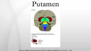 Putamen [upl. by Saxe]