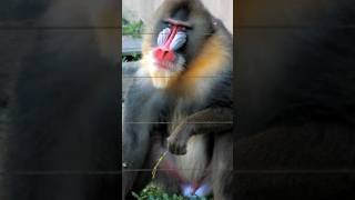 Mandrills Are The Largest Of All Monkeys animal shorts [upl. by Kan]