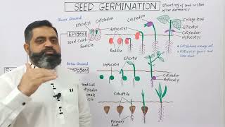 Seed Germination English medium profmasoodfuzail Epigeal Germination  Hypogeal Germination [upl. by Neau581]