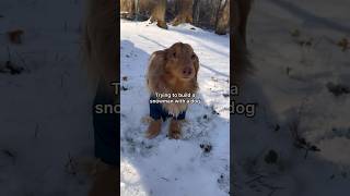 Between the carrots sticks and snowballs he can’t control himself around snowmen😅 dog dachshund [upl. by Mildrid]