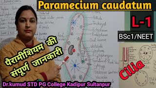 Paramecium in detailL1पैरामीशियम की संपूर्ण जानकारीStructurePellicle ampCiliaBSc1NEETSTD PGC [upl. by Avehsile249]