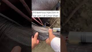 Intravenous injection in ear vein l dr Umar khan [upl. by Florio]