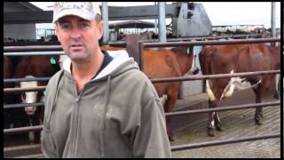 The benefits of crossbreeding dairy cattle ProCross Dairy  Kevin Prins Oakdale CA [upl. by Veradis]