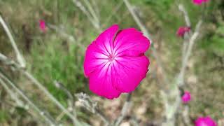 Prikneus  Silene coronaria [upl. by Wartow]