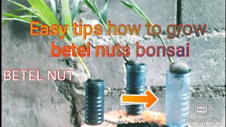 THE EASY WAY TO MAKE BETEL NUT BONSAI [upl. by Ahsemik]