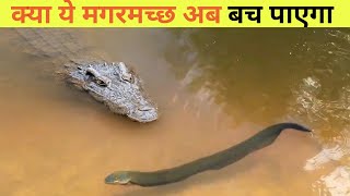 क्या ये Alligator Electric Eel के 860volt करंट से बच पाएगा  WHY DO EEL FISH SHOCK [upl. by Jesher616]