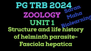 FASCIOLA HEPATICA  SHEEP LIVER FLUKE  TREMATODA  HELMINTH PARASITE  LIFE CYCLE OF FASCIOLA [upl. by Nylram289]