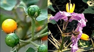 Kantakari plant benefits and its uses [upl. by Eserahs]