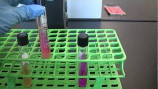 BIO 2192 UNIT 10  Protein Catabolism Urea Slant  Urease Test [upl. by Theurich]