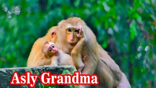 What happen lauy monkey with her baby Lexi Lexi play with grandma Asley monkey [upl. by Oesile]