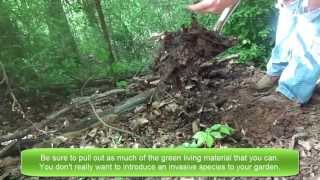 How To Get 100 FREE Organic Compost [upl. by Nob559]