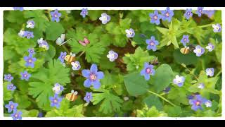 basil  Anagallis arvensis melody I feel sleepy 【MusicVideo】【高音質】 [upl. by Gibbie]