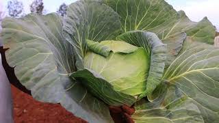 Increase your production by 100  2kg to 4kg  cabbage farmer higrow [upl. by Ayoras817]