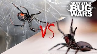 Spider vs Spider Showdowns 15  MONSTER BUG WARS [upl. by Diandre223]