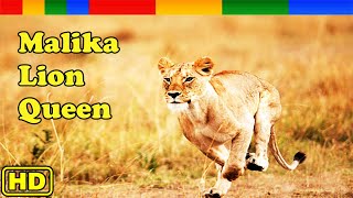 Nat Geo Wild Research Malika of The Lion Queen  Animals Documentary Nature HD [upl. by Mcdermott795]