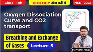 OXYGEN DISSOCIATION CURVE and CO2 Transport  Lecture5  Breathing AND Exchange of gases [upl. by Airdnala]