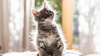 Extremely Happy Cats Pet Video Compilation 2020 [upl. by Haissi192]