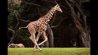 Funny Animal  Giraffe Running [upl. by Phedra]