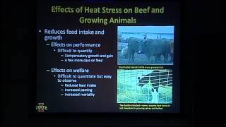 Lameness In Dairy Cattle Causes and Consequences [upl. by Ahcila]